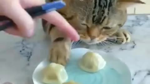 Cat funny Animals eating