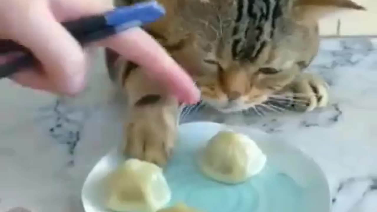 Cat funny Animals eating