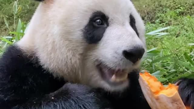 Panda loves to eat