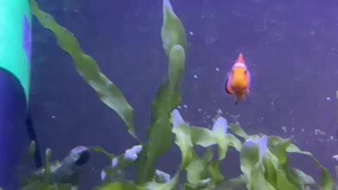 Funny clownfish feeding frenzy guest starring Mr. Blenny