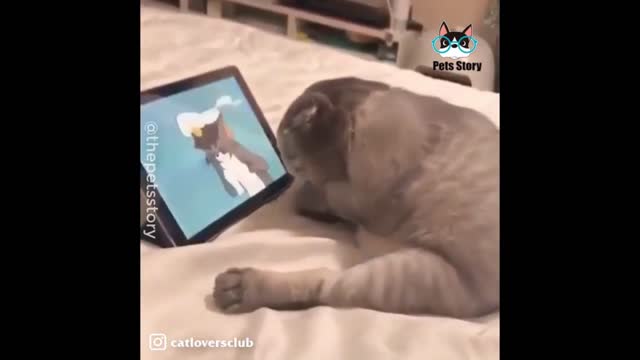 An adorable cat identifies himself when watching Tom & Jerry