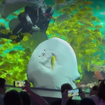 Stingray Tries to Trap Fish Against Glass in Incredible Move