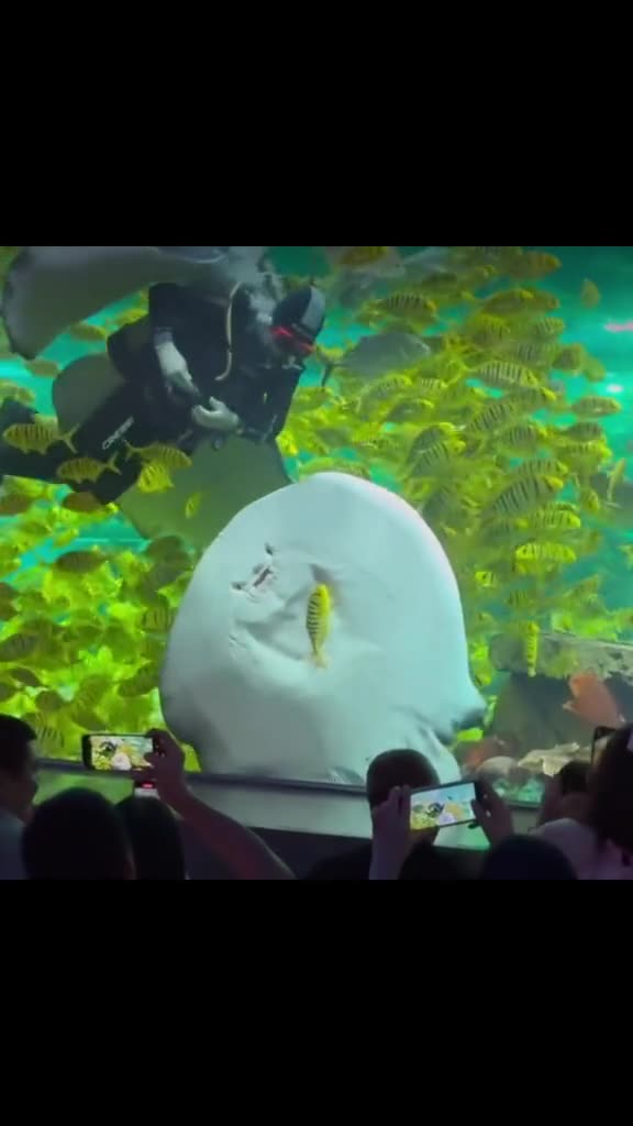 Stingray Tries to Trap Fish Against Glass in Incredible Move