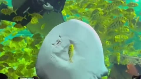 Stingray Tries to Trap Fish Against Glass in Incredible Move