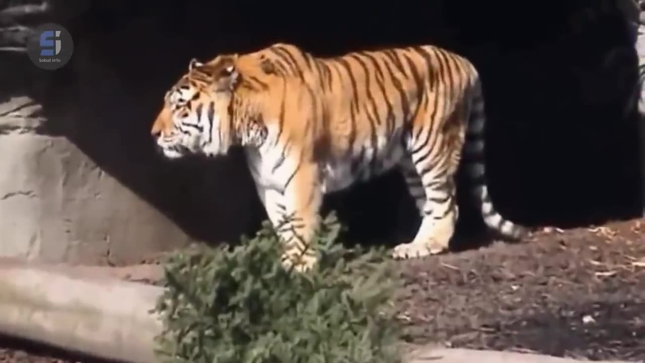 Tiger Attack Human