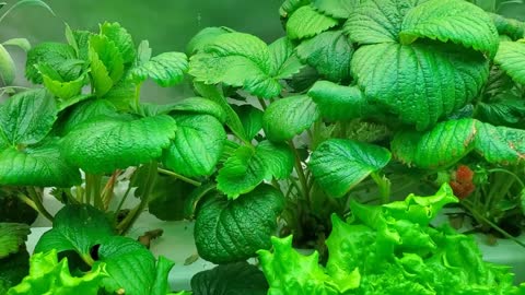 Hydroponically grown strawberries indoors: lots of berries!