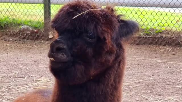 Alpaca likes it!