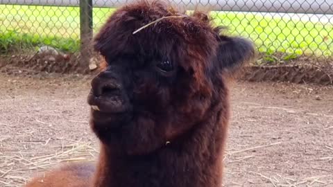 Alpaca likes it!