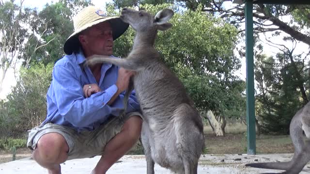 The Story of Becky the Kangaroo