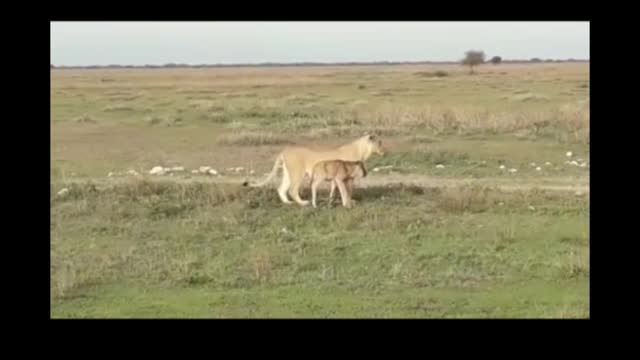 Line short video ll #shorts animal video