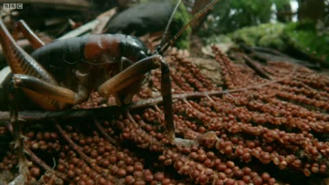 Tusked Weta Vs Foraging Pig | Wild New Zealand | BBC Earth