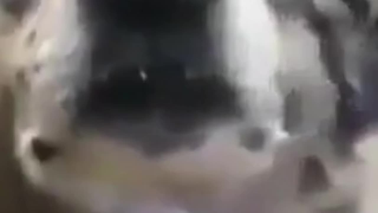 Dogs Listening To Music 🐕🐶