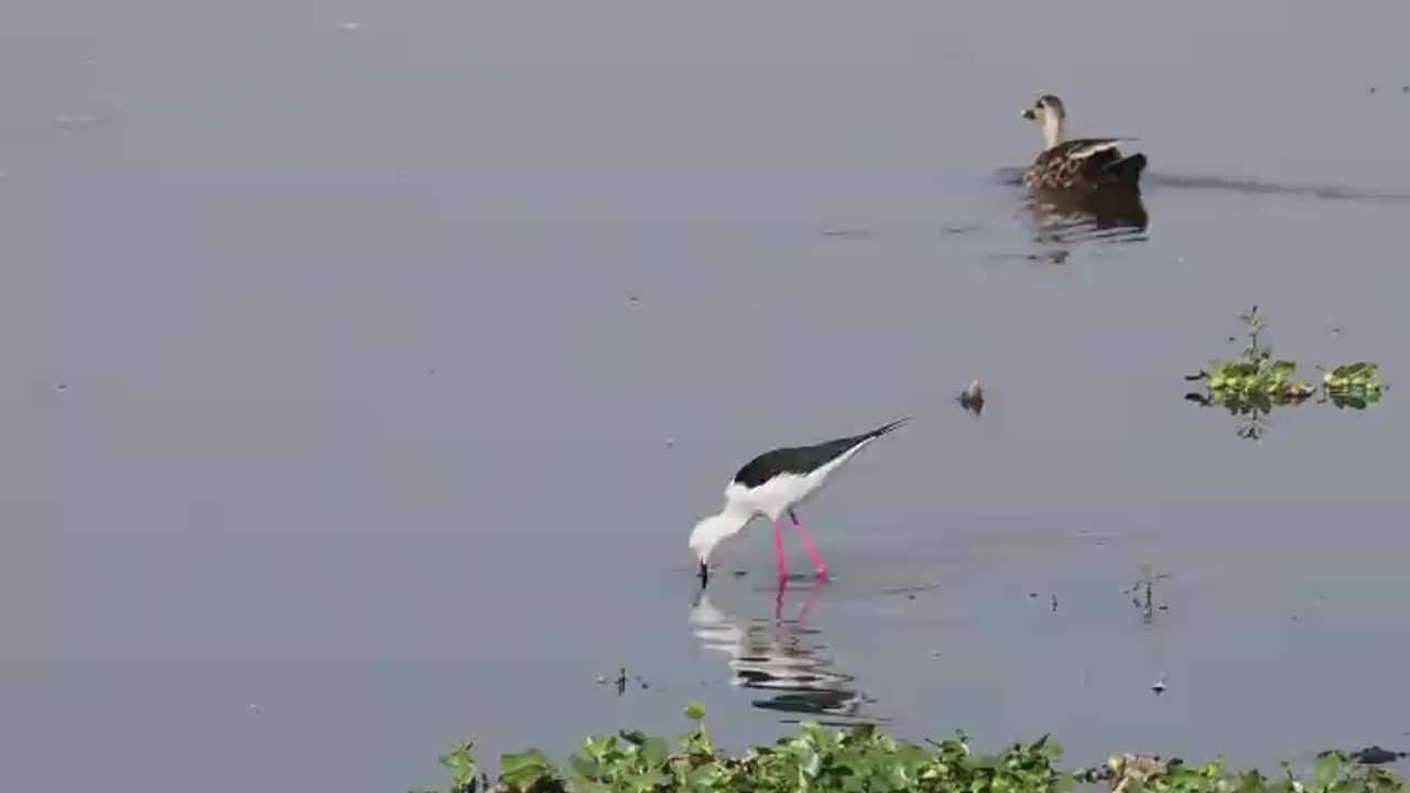 Wildlife in closer view with a natural perspective.