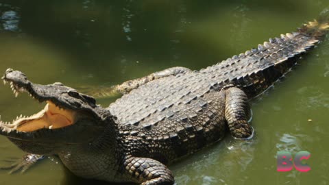 Crocodile kills woman bathing in a river in eastern Indonesia
