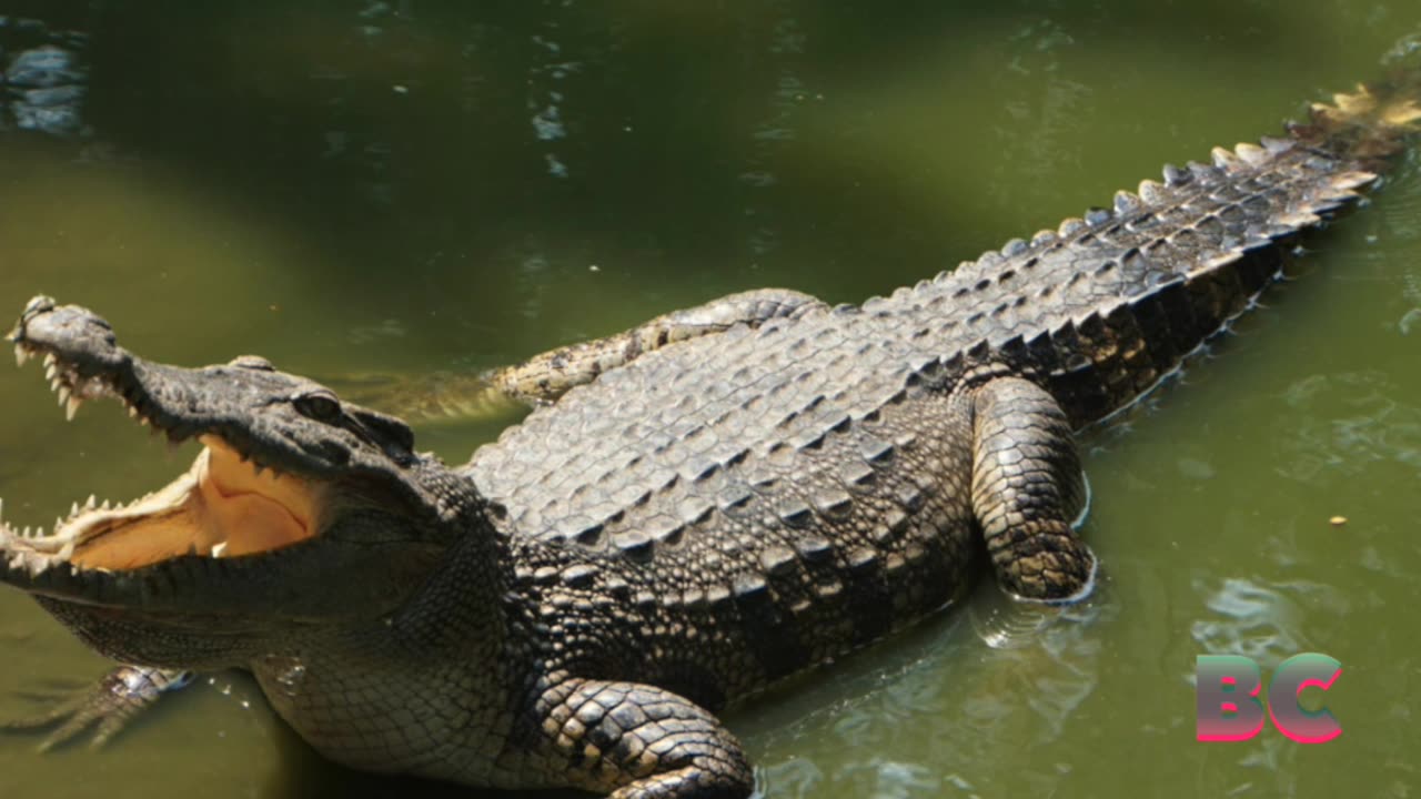Crocodile kills woman bathing in a river in eastern Indonesia