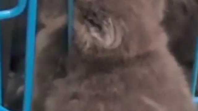 cat stuck in head