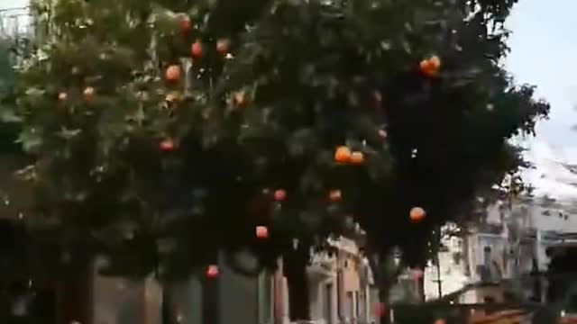 Amazing Machine Tree shaker Orange Harvester Shorts _1080p