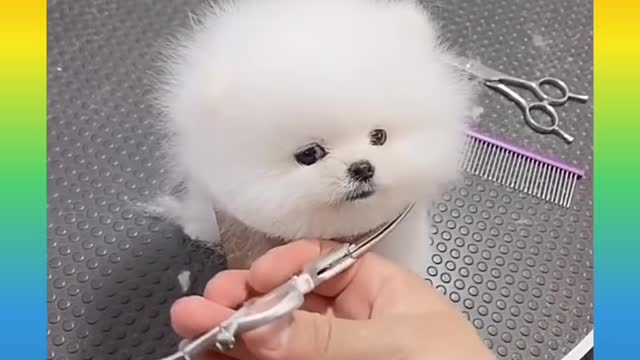 Cute funny dog videos