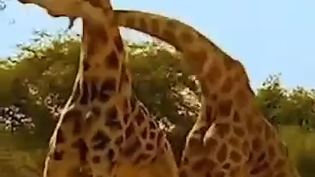 fight between giraffes