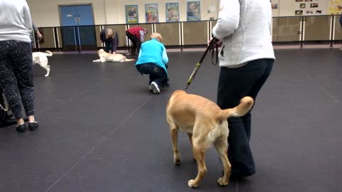 Guide Dog, Puppy Training