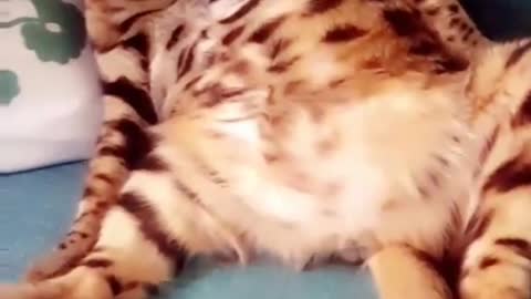 Orange black cat licks self on couch