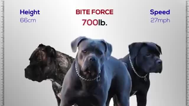 Strongest Dogs in the world MONSTER