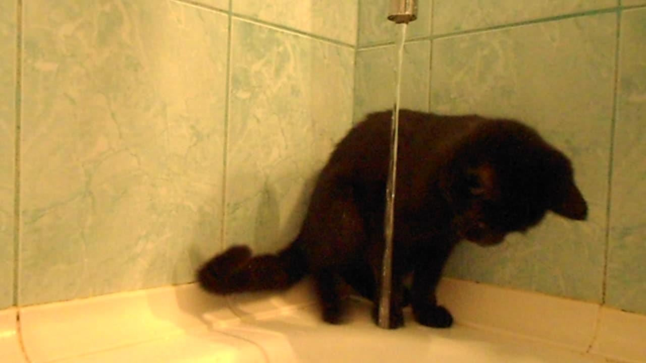 The cat drinks water from the tap