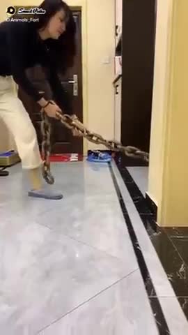 Funniest Animals - Best Of The 2021 Funny Animal Videos #2 Super Funny Dog Videos