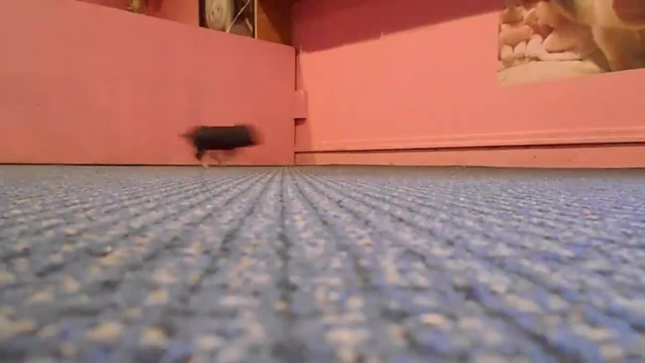 Cute Piglet Zoomies