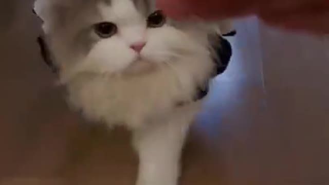 😇 Laugh non-stop with these funny cat 😹 - Funniest cat Expression Video 😇 - Funny Cat Life