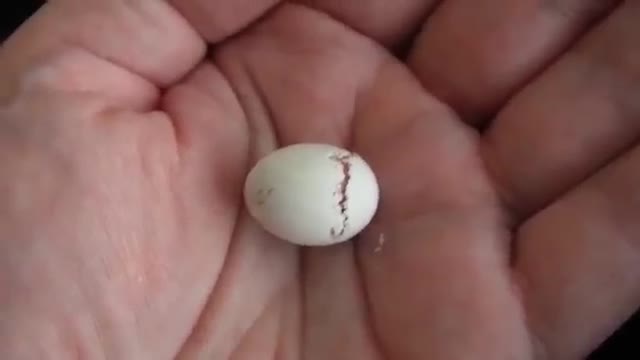 The eggs hatch small