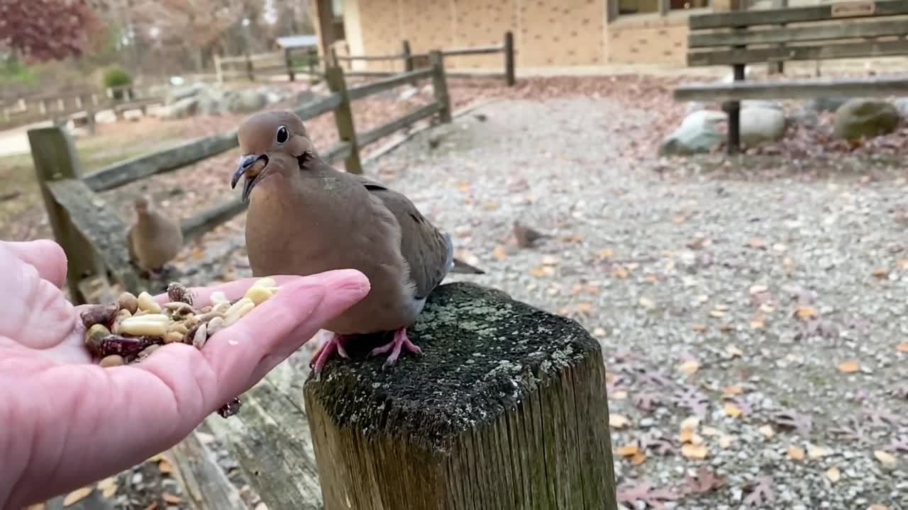 Hand-Feeding a Beautiful Mourning Dove in Slow Motion.