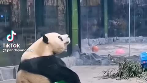 Cute Panda bear playing 😇😮😍