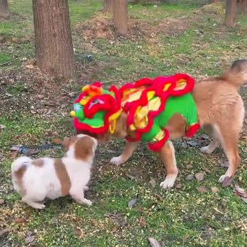 Puppies come to dance