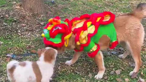 Puppies come to dance