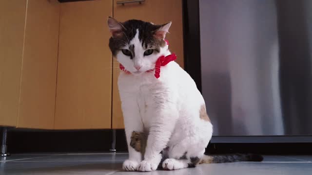 The cute kitten looks like it's washing its face, are its paws sweet?