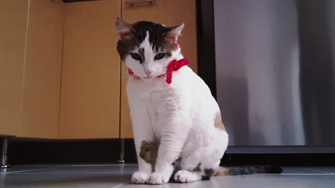 The cute kitten looks like it's washing its face, are its paws sweet?