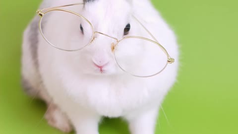 A little learning rabbit