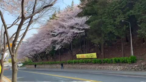 Fly cherry blossoms