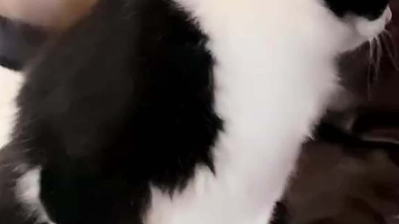 2024🤣🤣 Funniest Cats Video😂🙀