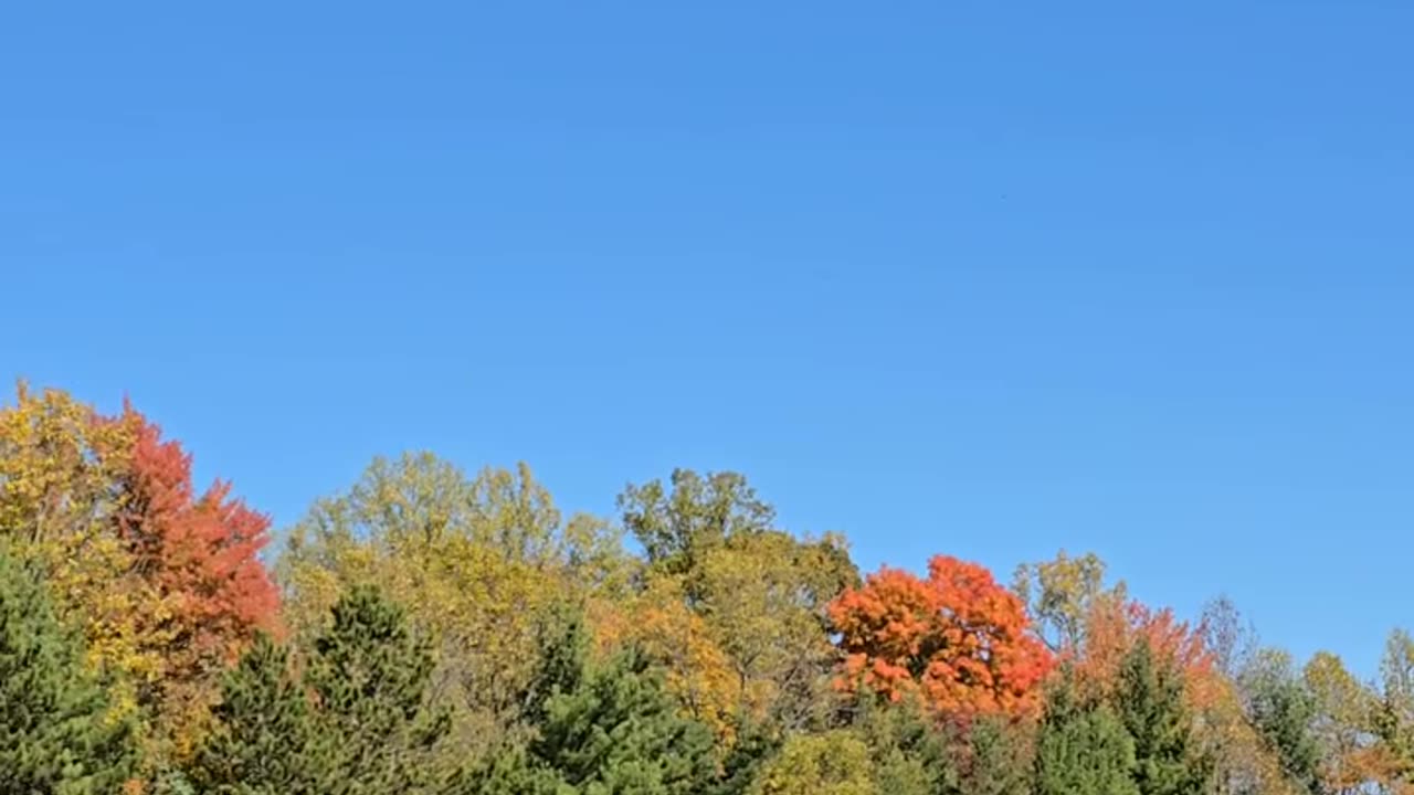 Fall leaves over northeast Ohio.