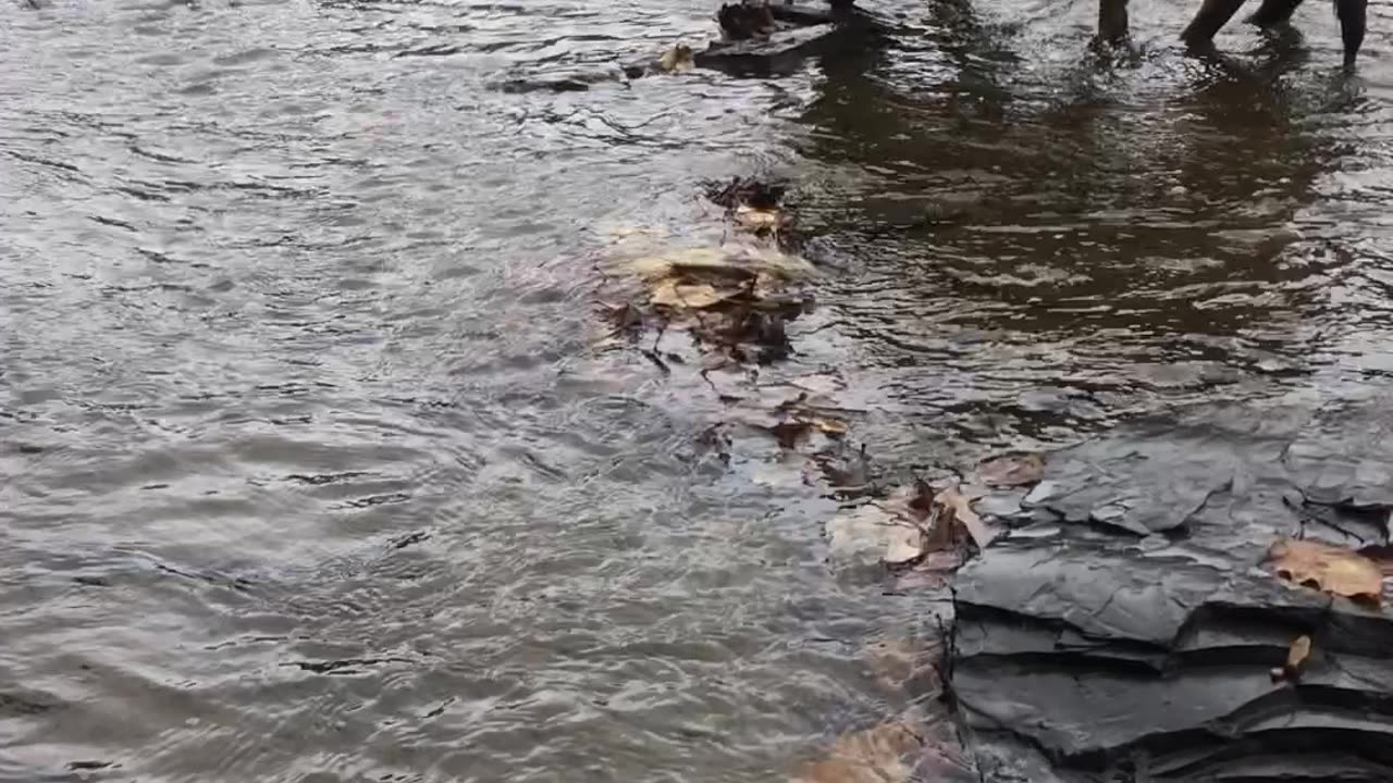 Fly-The-German-Shepherd Eating Sticks at Flat Rock in Ithaca, New York