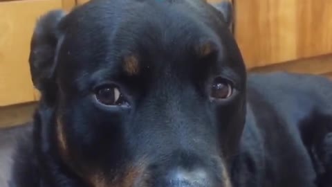 Funny Dog Videos Part 42