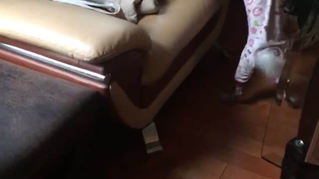 Small dog in red outfit chases gold ballon and pops it