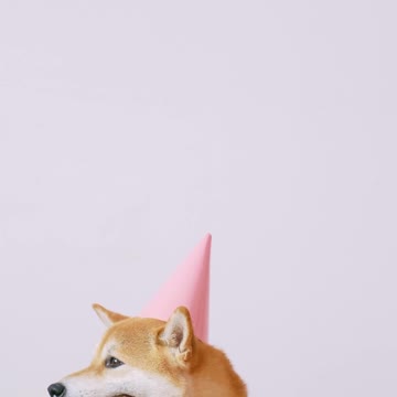 Cute Dog Wearing a Party Hat