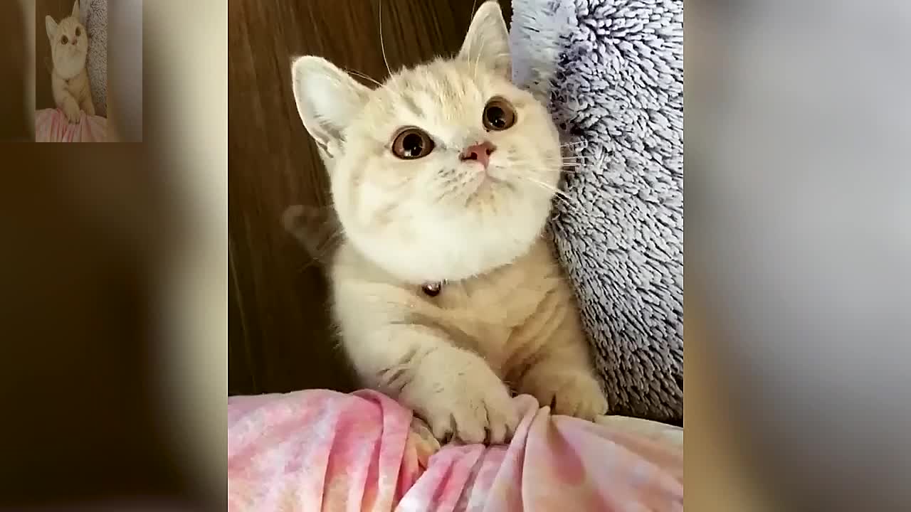 Cute cat begging for food