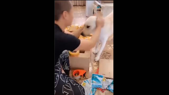 This will make u laugh | Funniest dogs
