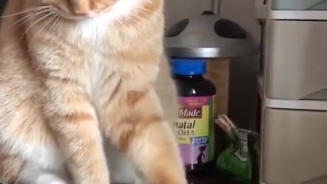 #37#FunnyCats #CuteCats Funniest Cats Videos 🐱 Part 37