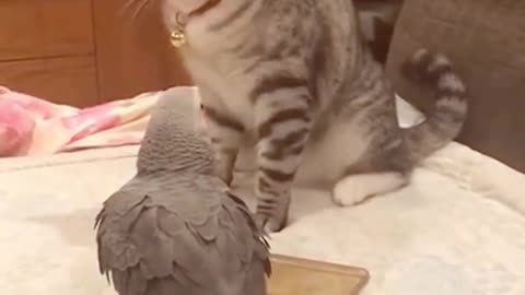 Cat VS Parrot Fight