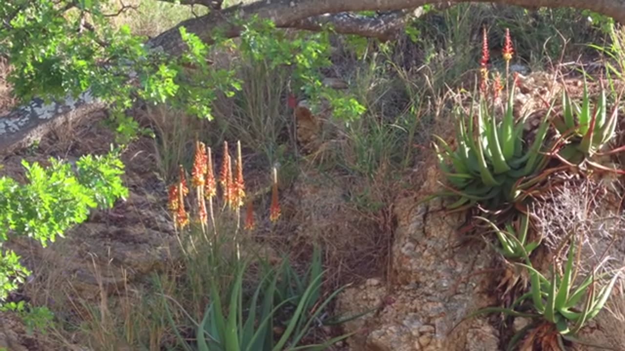 KRUGER NATIONAL PARK !! SOUTH AFRICA !!!!